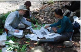 Scottish and Indonesian botanists plant collecting in Sumatra